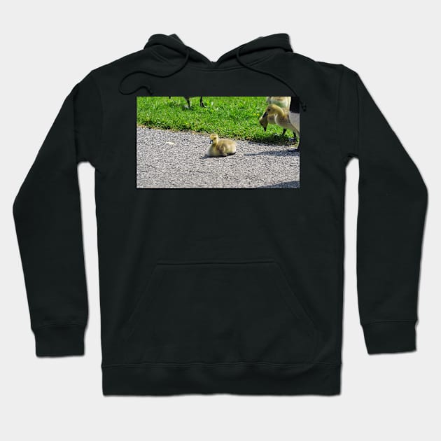 Young Gosling Resting On The Ground Hoodie by BackyardBirder